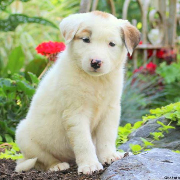 Dana, Great Pyrenees Mix Puppy