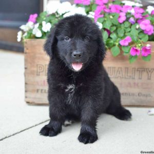 Dana, Newfoundland Puppy