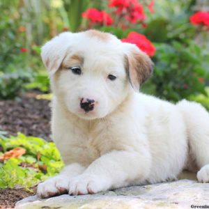 Dana, Great Pyrenees Mix Puppy