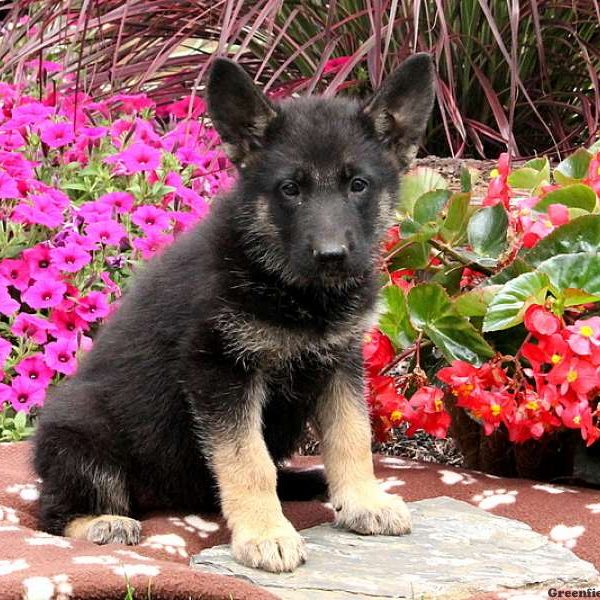 Danae, German Shepherd Puppy