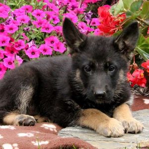 Danae, German Shepherd Puppy