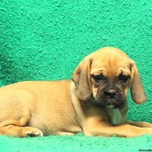 Danae, Puggle Puppy