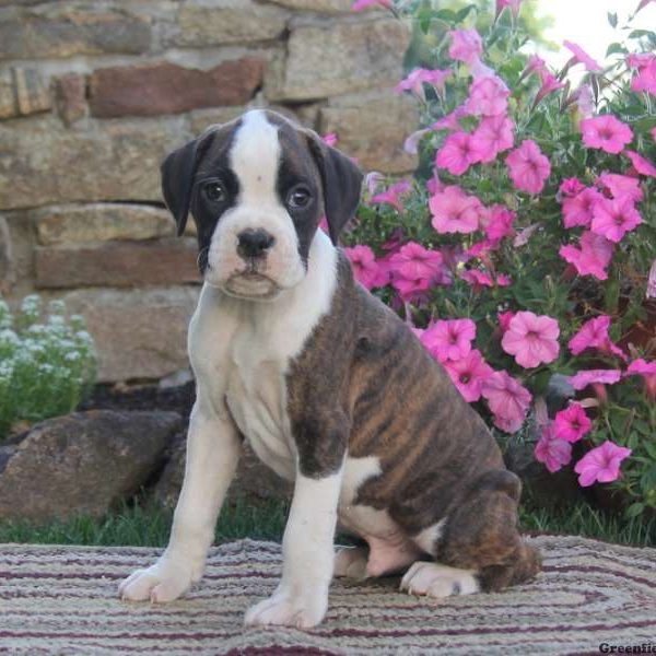 Dandy, Boxer Puppy