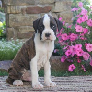 Dandy, Boxer Puppy