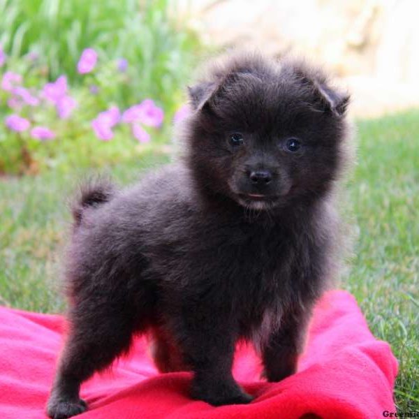 Danger, Pomeranian Puppy