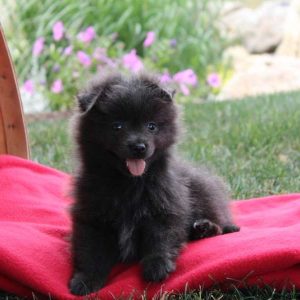 Danger, Pomeranian Puppy