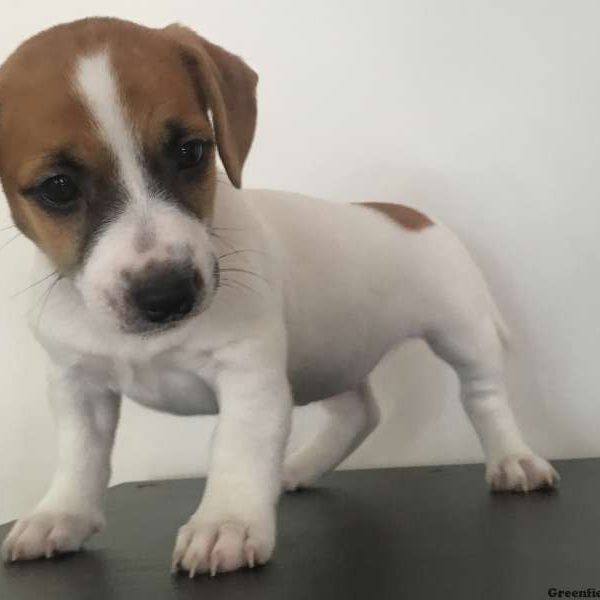 Danielle, Jack Russell Terrier Puppy