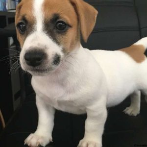 Danielle, Jack Russell Terrier Puppy