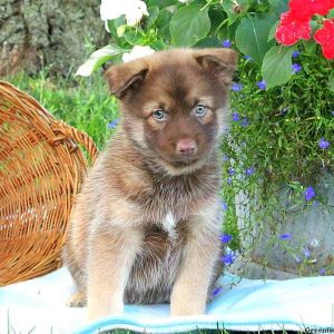 Danny, Pomsky Puppy