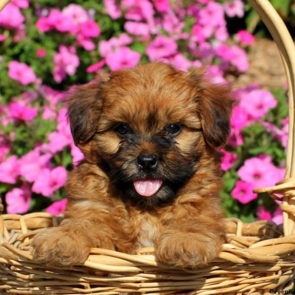 Danya, Shih-Poo Puppy