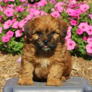 Danya, Shih-Poo Puppy