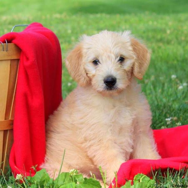 Darcy, Labradoodle-Miniature Puppy