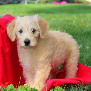 Darcy, Labradoodle-Miniature Puppy