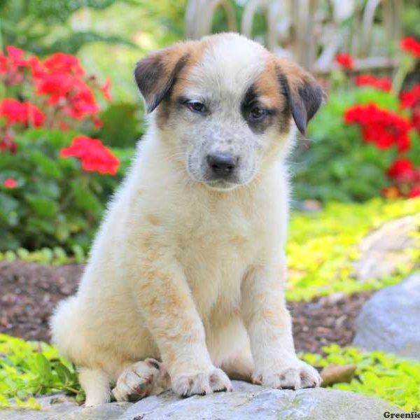 Darius, Great Pyrenees Mix Puppy