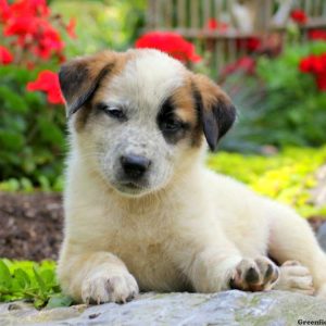 Darius, Great Pyrenees Mix Puppy