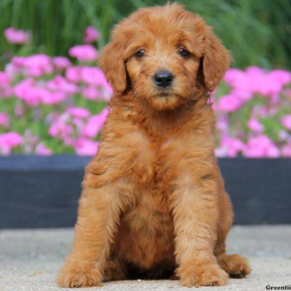 Darla, Goldendoodle Puppy