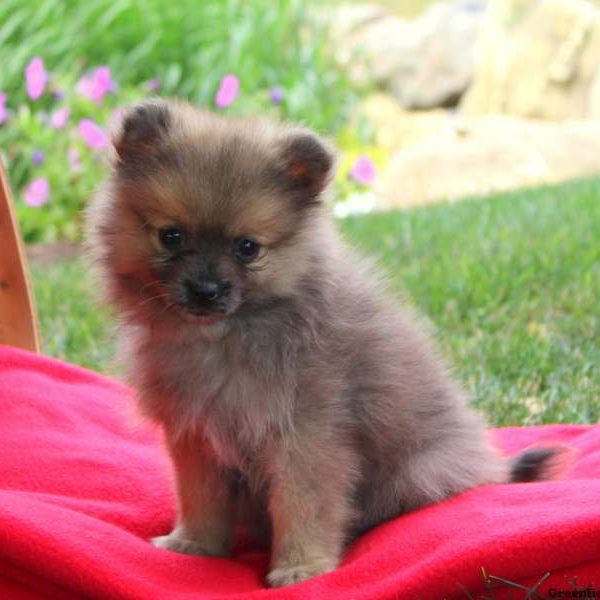 Darla, Pomeranian Puppy