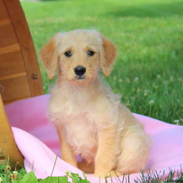 Darla, Labradoodle-Miniature Puppy