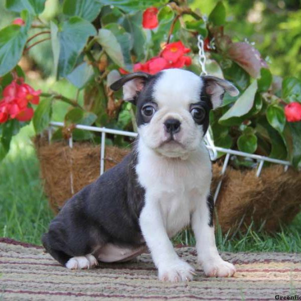 Darla, Boston Terrier Puppy