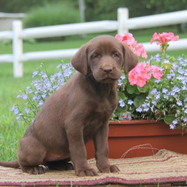 Darla, Labrador Retriever-Chocolate Puppy