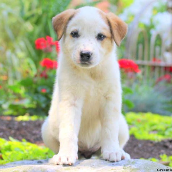 Darla, Great Pyrenees Mix Puppy