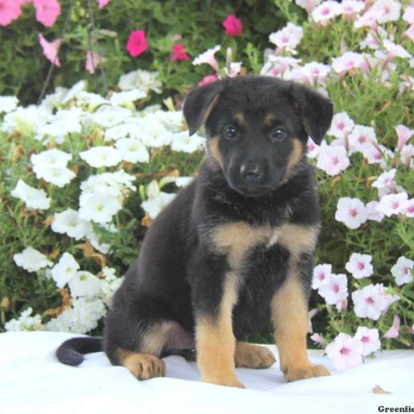 Darla, German Shepherd Puppy