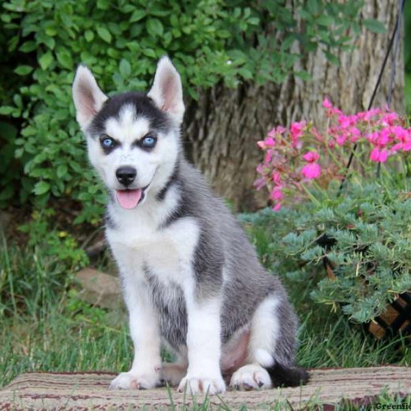 Darla, Siberian Husky Puppy