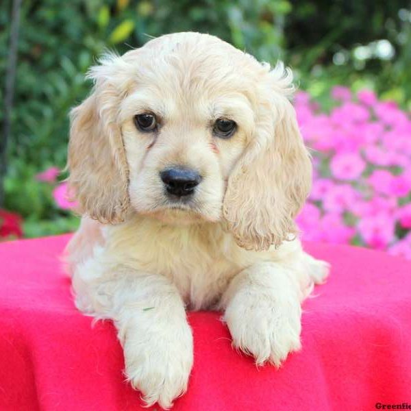 Darla, Cocker Spaniel Puppy