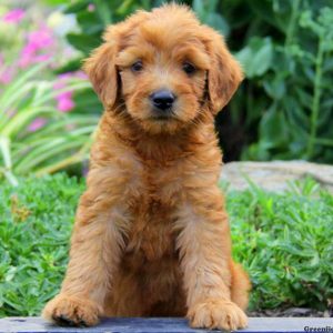 Darla, Goldendoodle Puppy