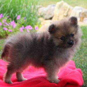 Darla, Pomeranian Puppy