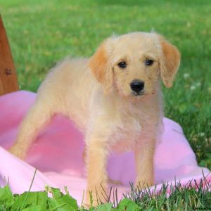 Darla, Labradoodle-Miniature Puppy