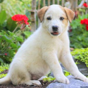 Darla, Great Pyrenees Mix Puppy