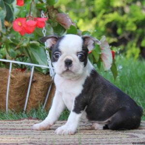 Darla, Boston Terrier Puppy