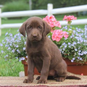 Darla, Labrador Retriever-Chocolate Puppy