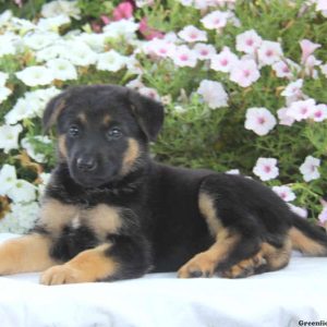 Darla, German Shepherd Puppy