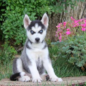 Darla, Siberian Husky Puppy