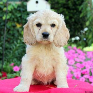 Darla, Cocker Spaniel Puppy