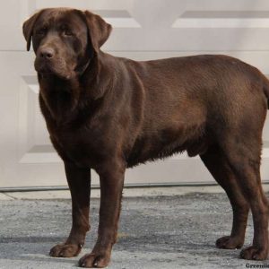 Darla, Labrador Retriever-Chocolate Puppy