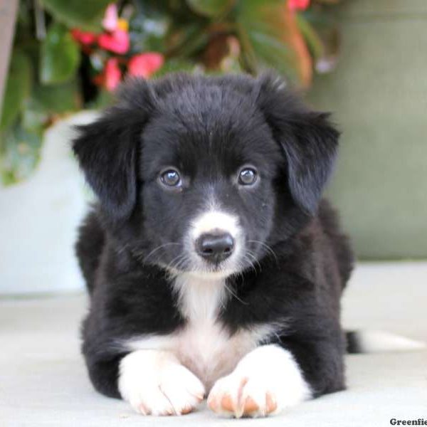 Darling, Border Collie Puppy