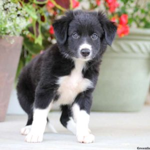 Darling, Border Collie Puppy