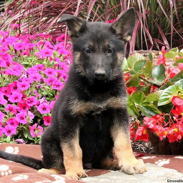 Darren Mark, German Shepherd Puppy