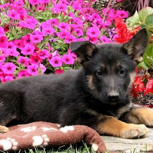 Darren Mark, German Shepherd Puppy