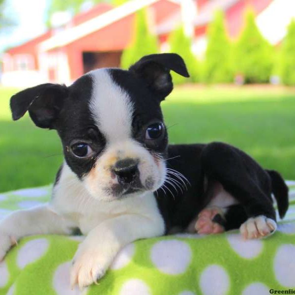 Darren, Boston Terrier Puppy