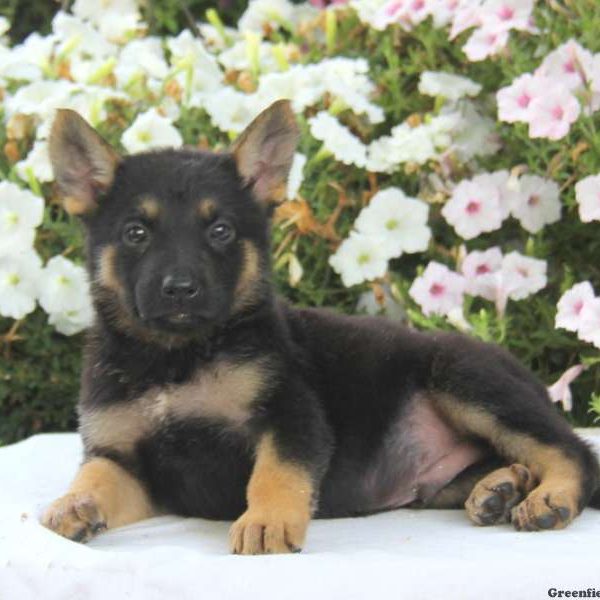 Darren, German Shepherd Puppy