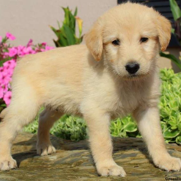 Darren, Labradoodle Puppy