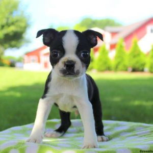 Darren, Boston Terrier Puppy