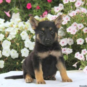 Darren, German Shepherd Puppy