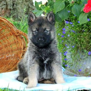 Darren, Pomsky Puppy