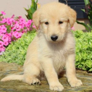 Darren, Labradoodle Puppy