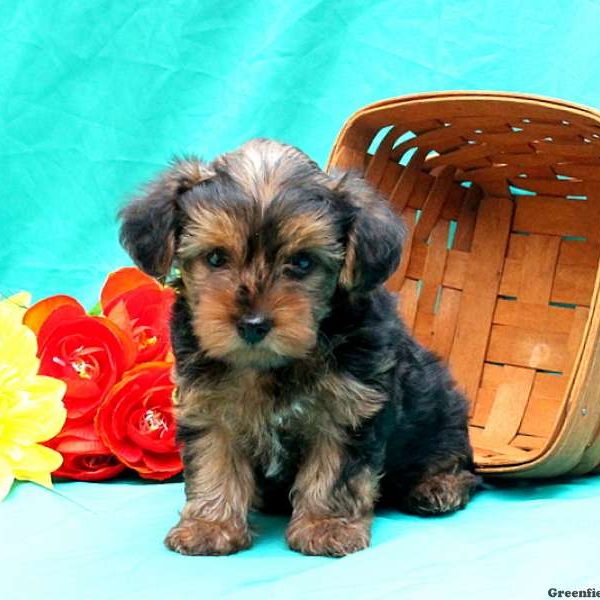 Darry, Yorkie-Poo Puppy